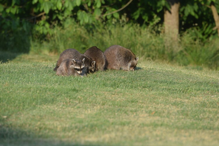 Bethlehem Residents Frustrated by Raccoon Problem